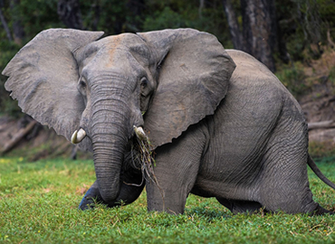 4 Days Masai Mara and Lake Nakuru.